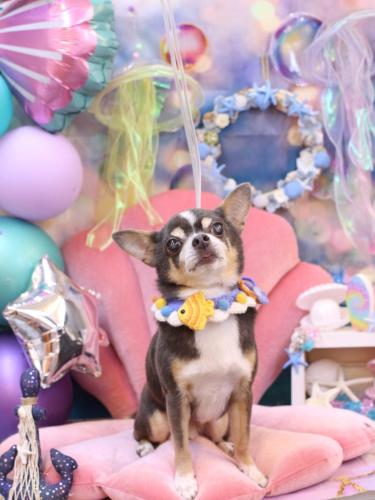 20240814メルくん